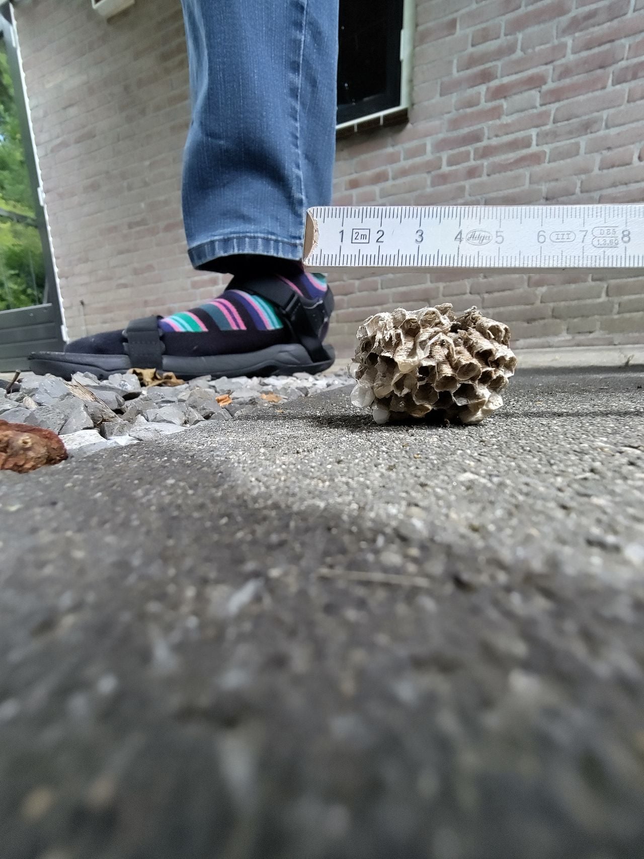 Begin van een nest van Franse veldwespen (foto: Christ van Willegen).