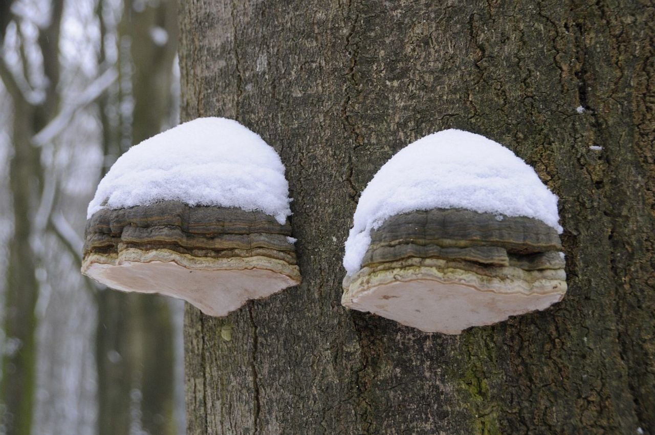Binnenkant van een echte tonderzwam, werd gebruikt als tondel (foto: Saxifraga/Luuk Vermeer).