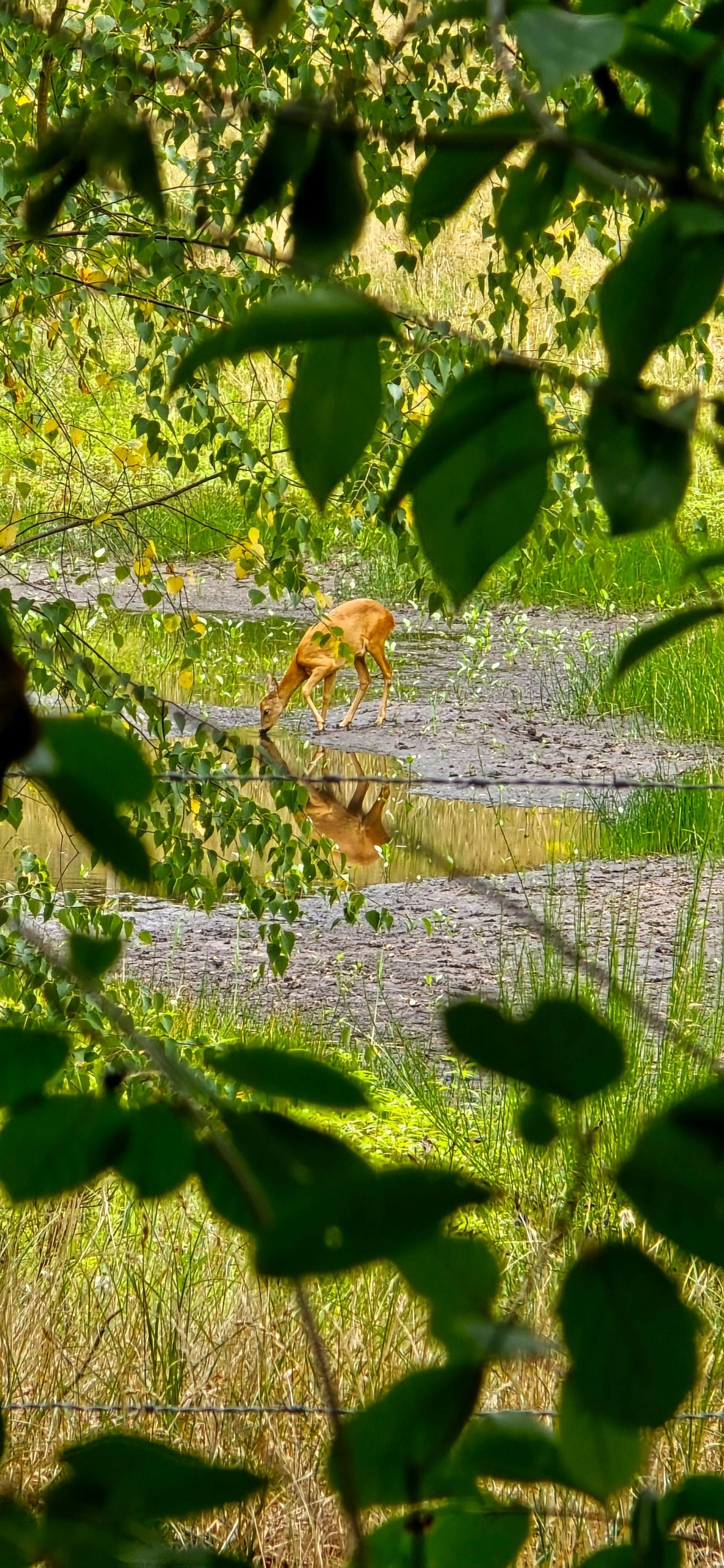 Een reegeit (foto: Hetty Uijtdewilligen-van Hest).