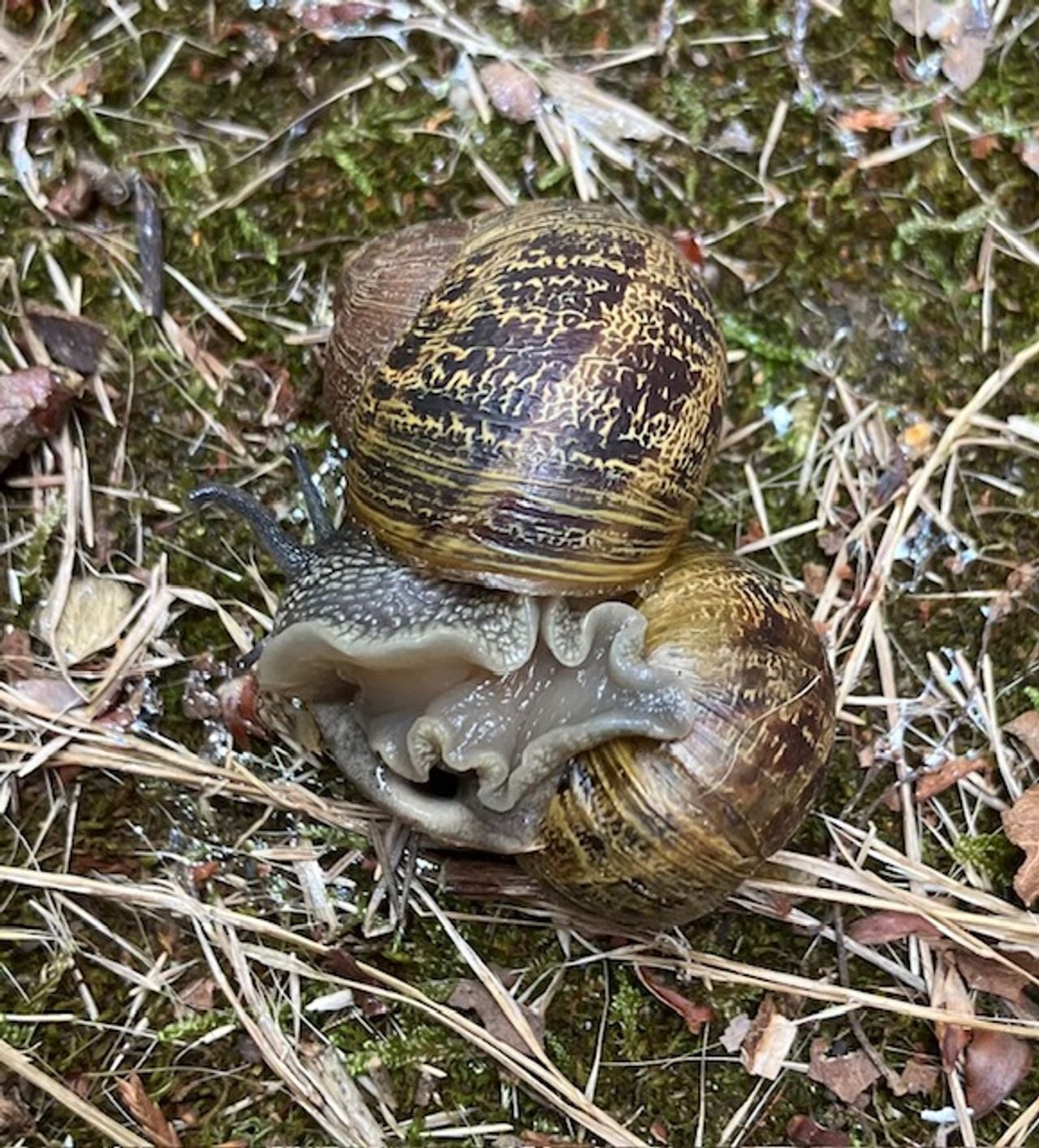 Twee parende serijnslakken (foto: Luwig Geerts).