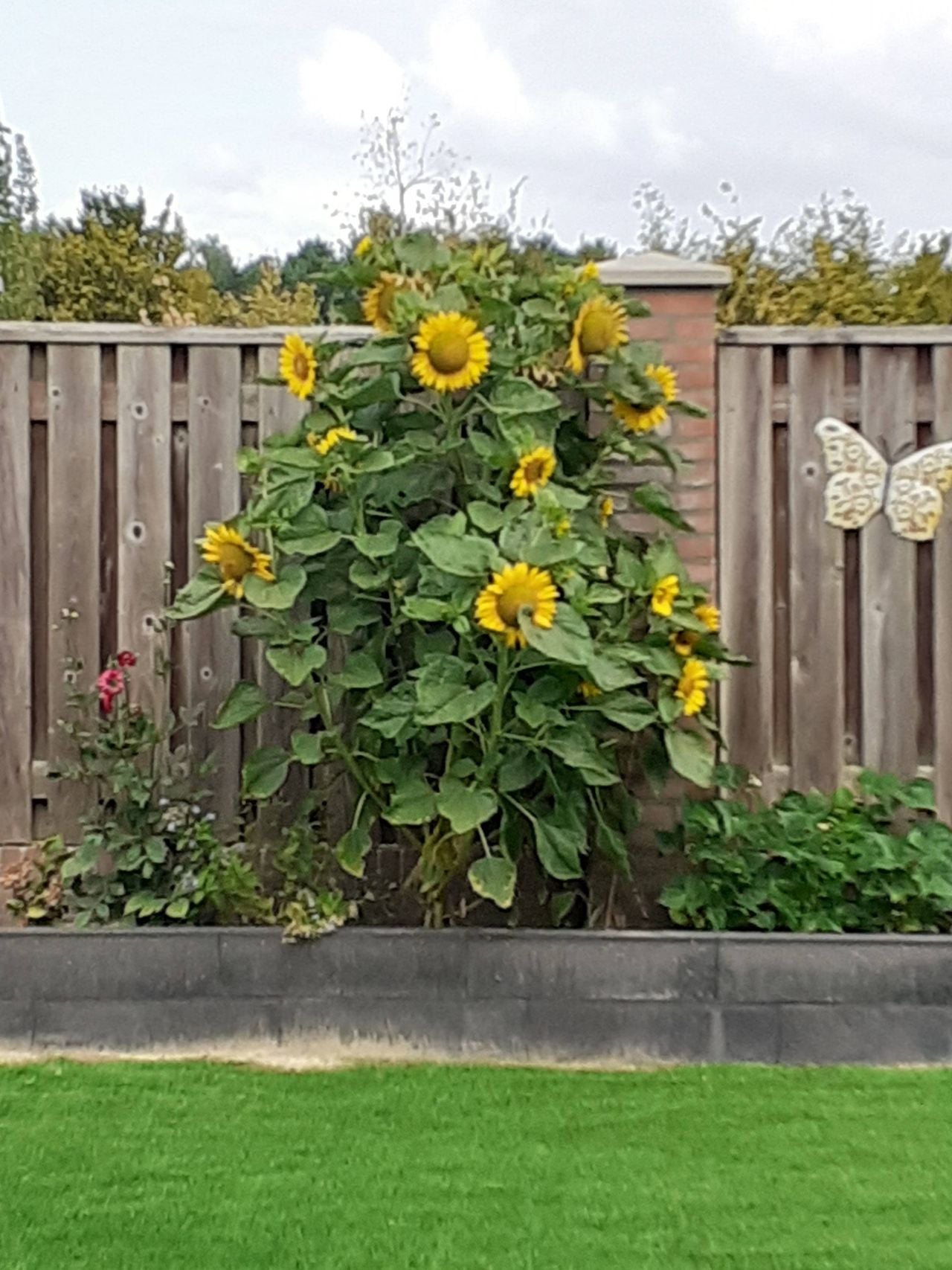 Veelbloemige op zonnebloemen lijkende bloemen (foto: Ria Bens).