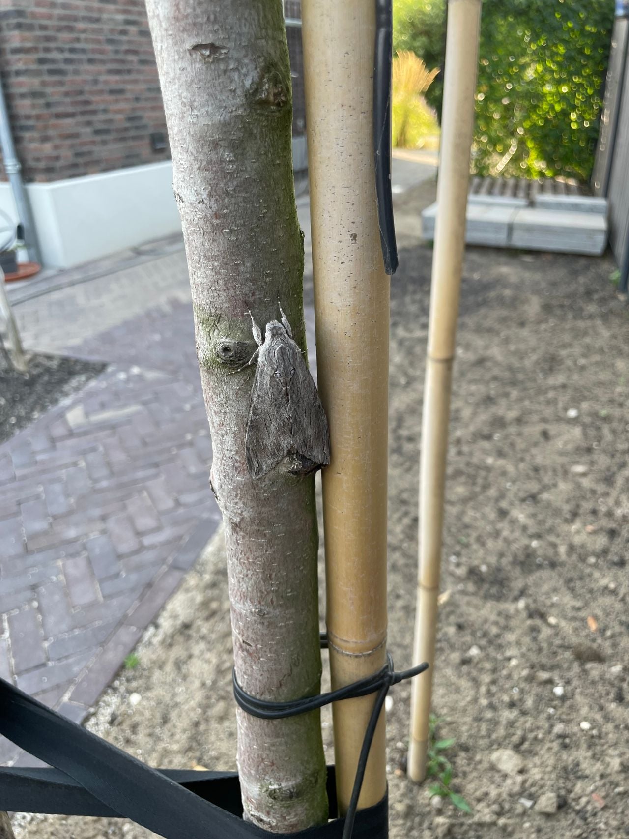 Een windepijlstaart (foto: Jan van den Hoven).