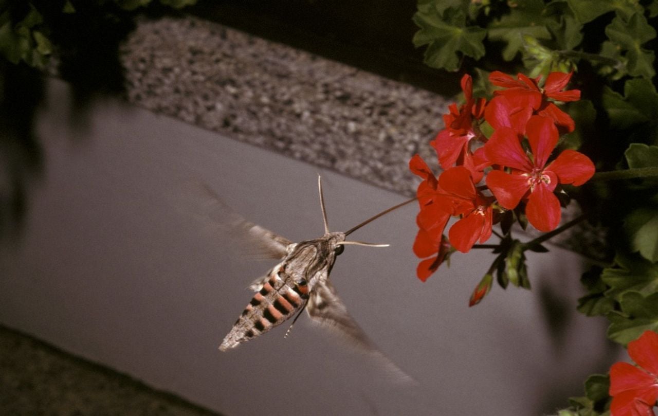 Een windepijlstaart met een lange roltong (foto: Saxifraga/Pieter van Breugel).