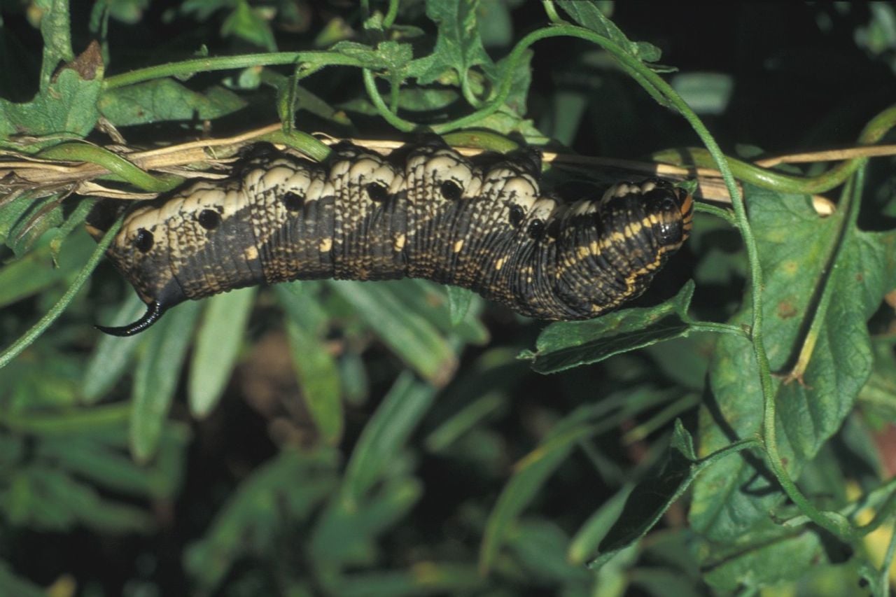 Een rups van de windepijlstaart (foto: Saxifraga/Frits Bink).