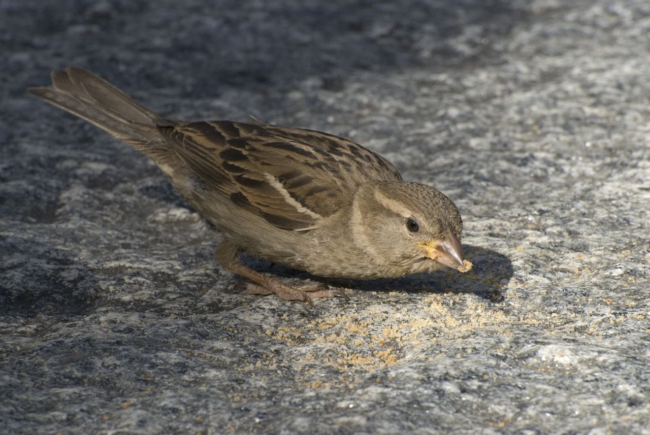 Een vrouwtje van de huismus (foto: Saxifraga/Willem van Kruijsbergen).