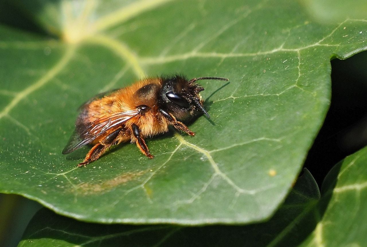 Een rosse metselbij (foto: Saxifraga/Hans Dekker).