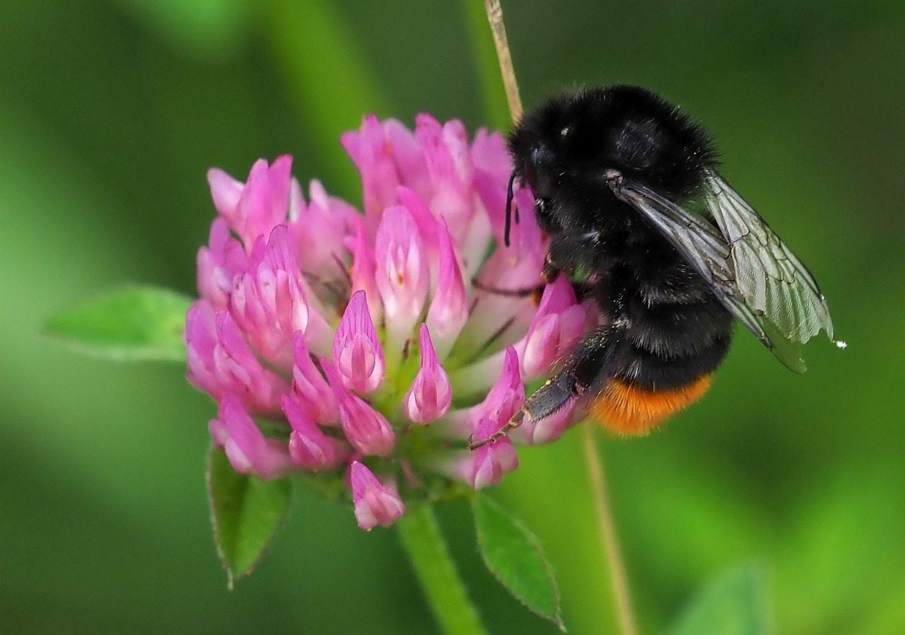 Een steenhommel (foto: Saxifraga/Hans Dekker).