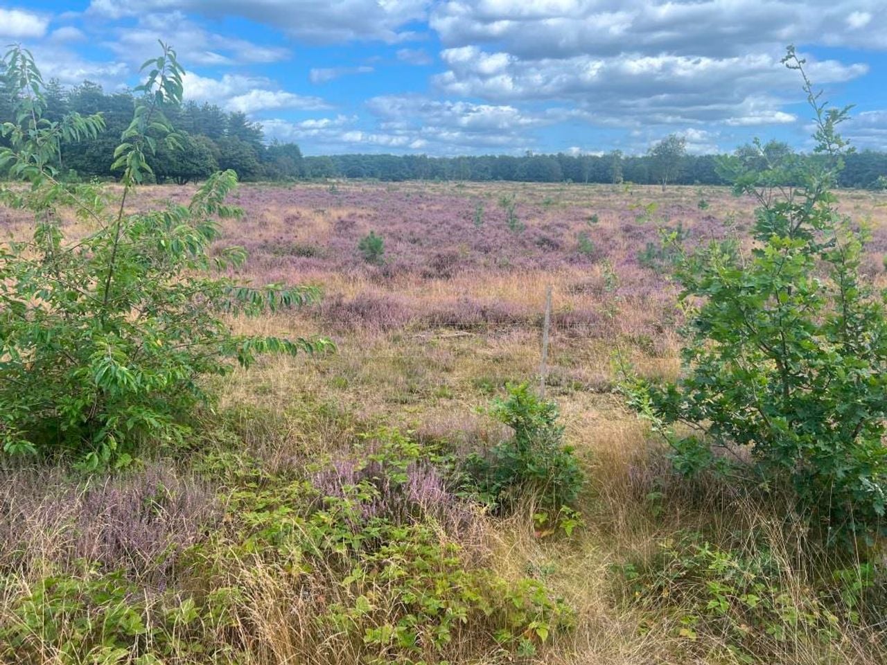 Bloeiende gewone struikhei (foto: IVN Uden).