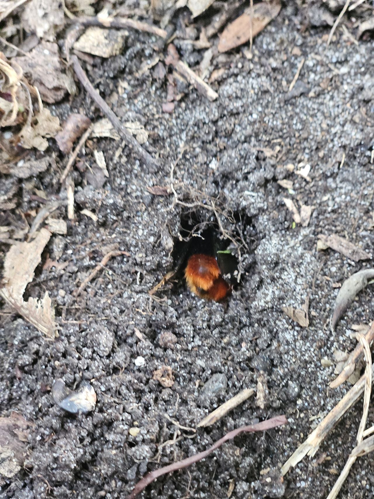 Een steenhommel zoekt een winterverblijfplaats (foto: Margot Reijnders).