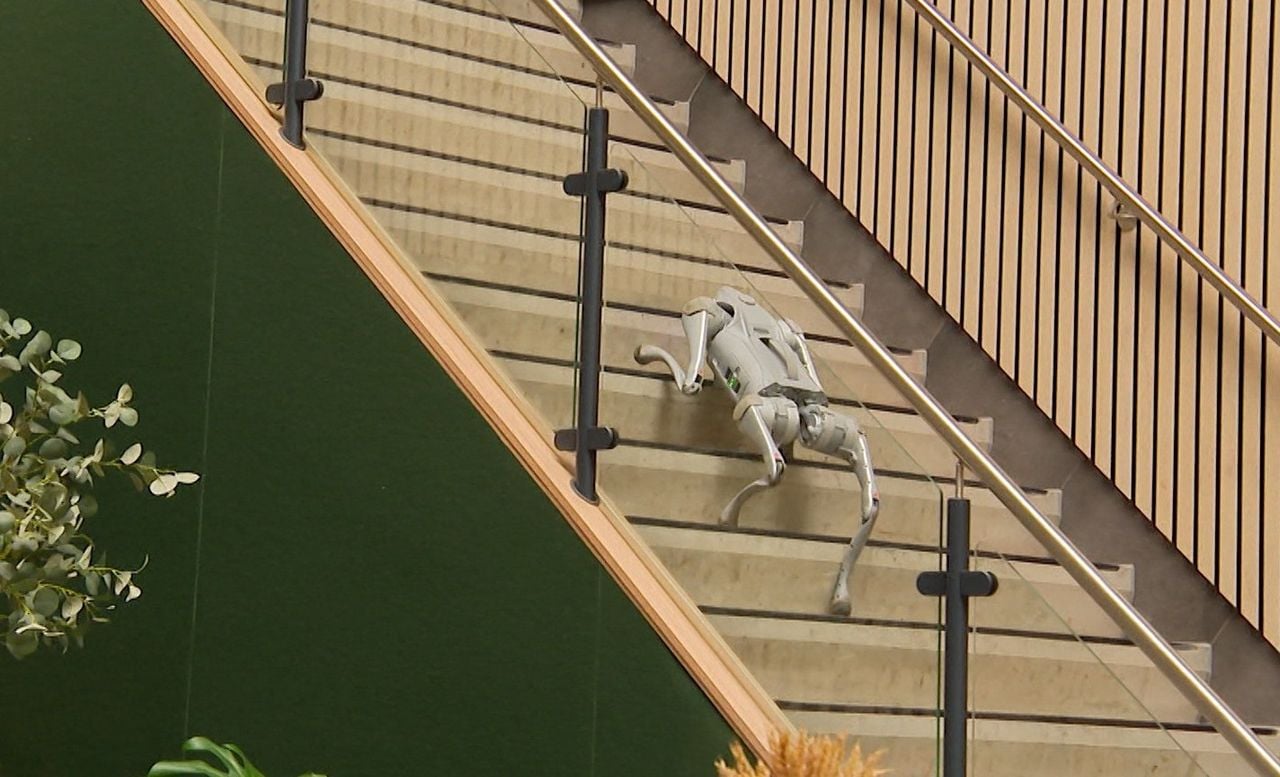 De robothond bij het aardappelbedrijf van Van den Borne kan kan zelfs de trap op- en aflopen (beeld: Omroep Brabant).