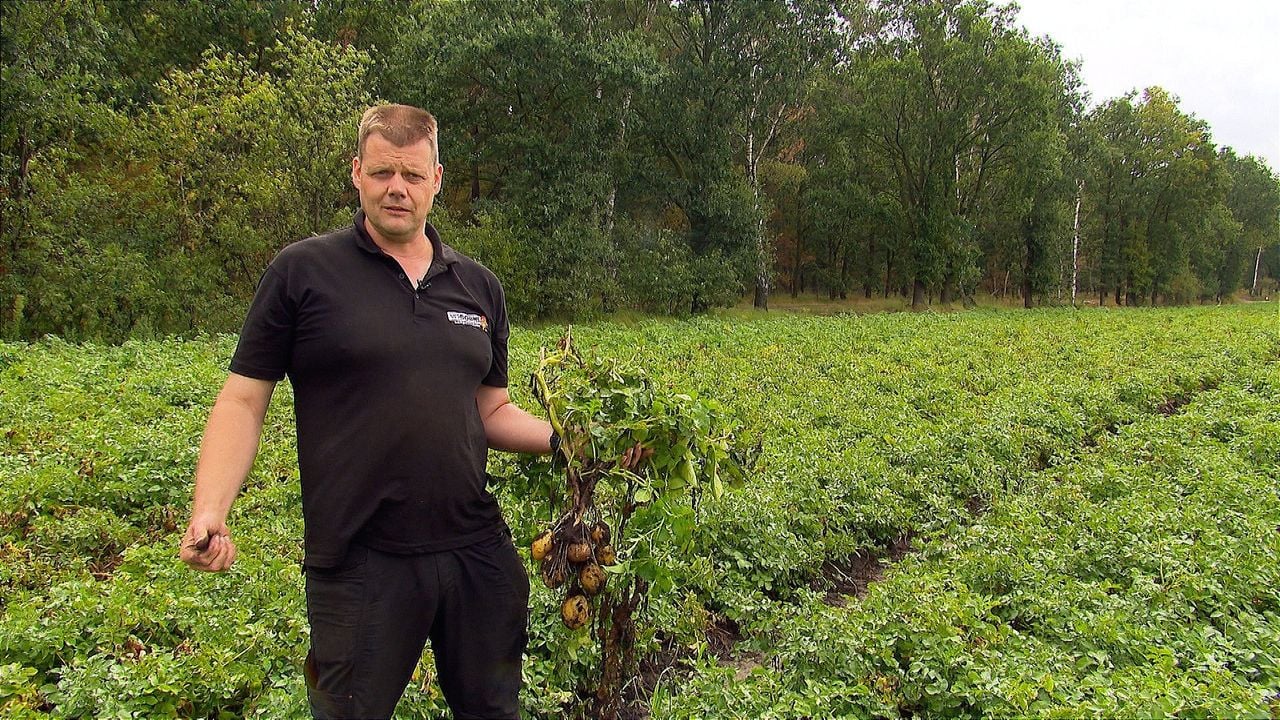 Jacob teelt aardappelen op een futuristische manier (beeld: Omroep Brabant).