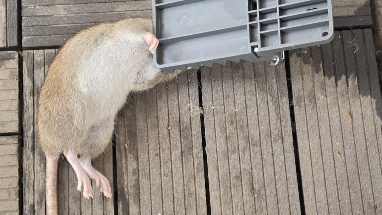 Een van de gevangen ratten bij het appartement (foto: privécollectie).