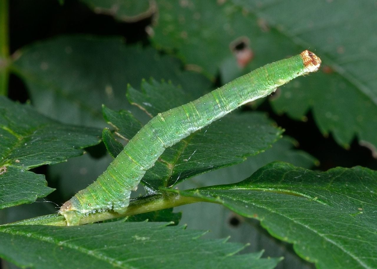 Rups hagedoornvlinder (foto: Saxifraga Ab H Baas).