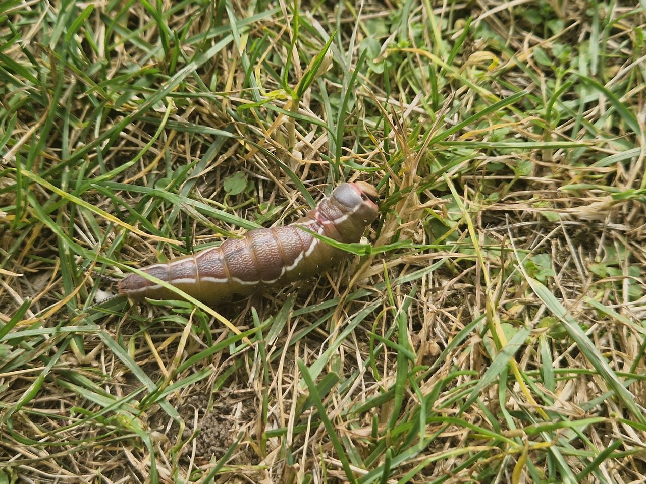 Rups hermelijkvlinder (foto: J van Wijk).