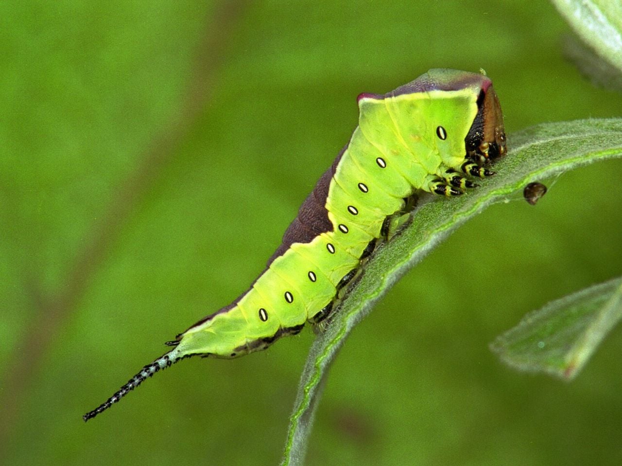 Oudere rups hermelijnvlinder (foto: Vlinderstichting Ab H Baas).