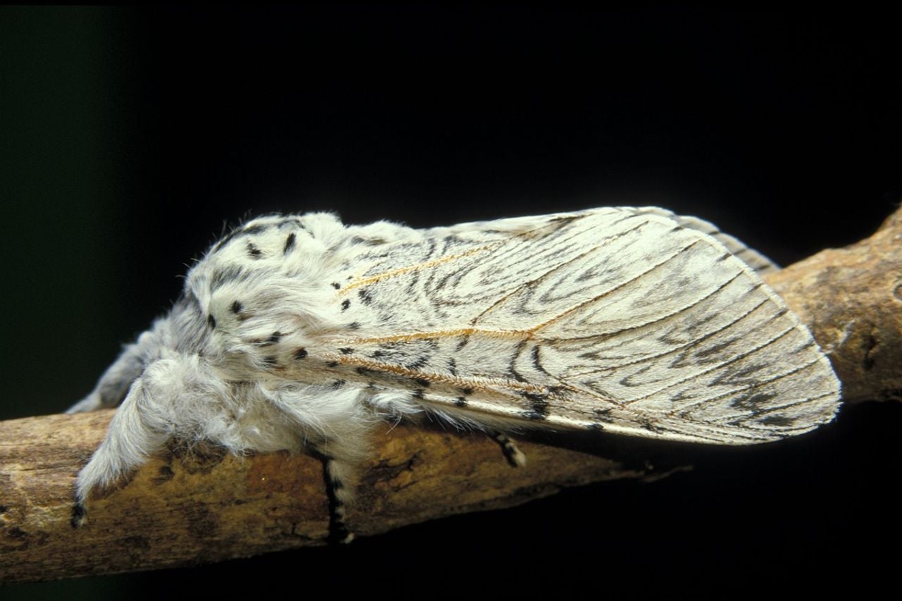 Een hermelijnvlinder (foto: Saxifraga Janus Verkerk).