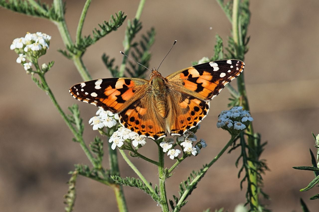 Een distelvlinder (foto: Johan Kusters).