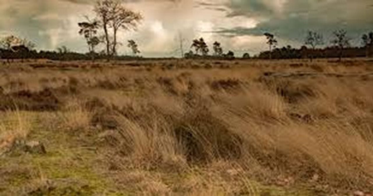 De gevolgen van stikstof op natuurgebieden (foto: Natuurmonumenten).