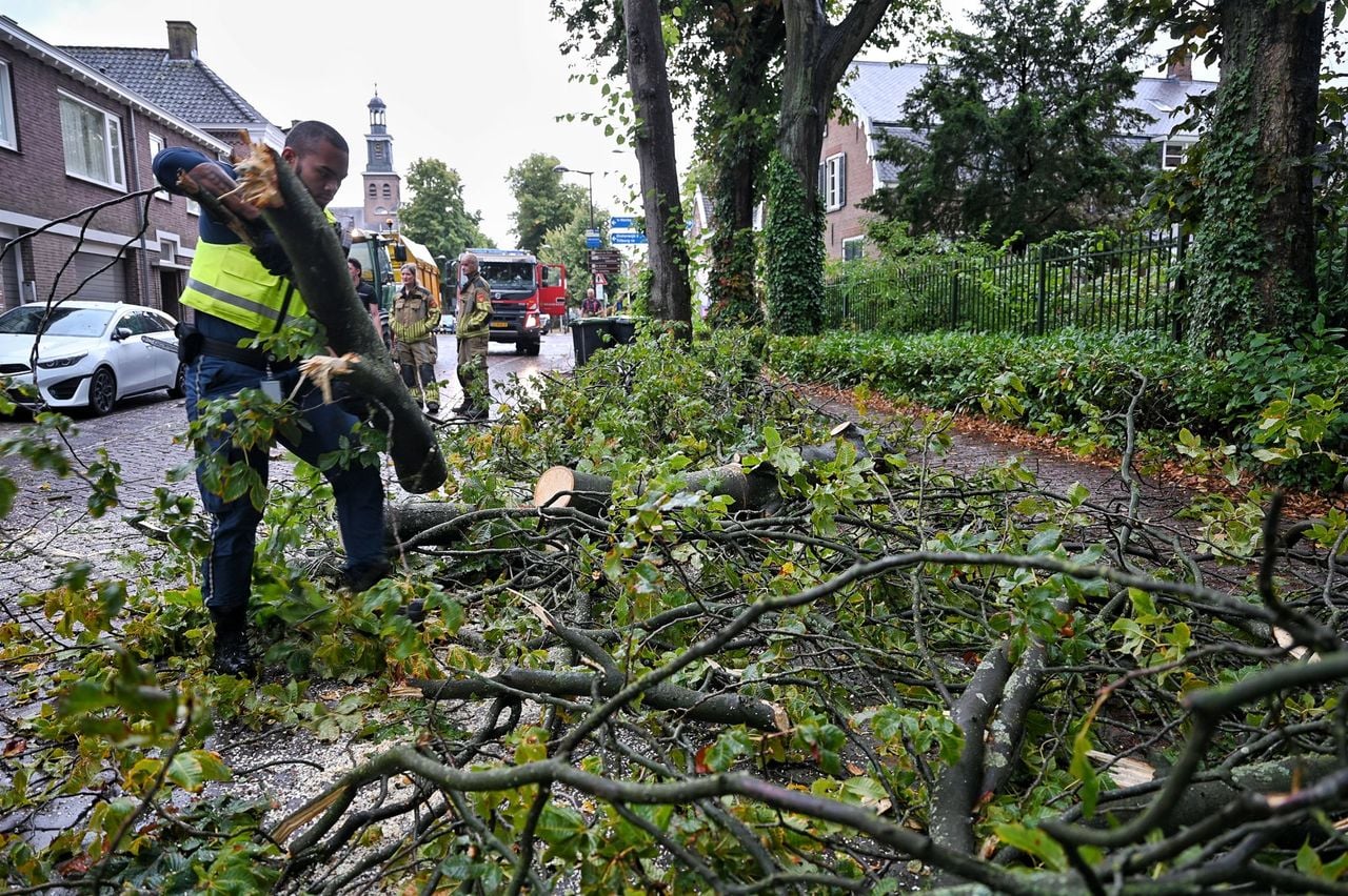 De bomen wordt in stukken gezaagd (foto: Toby de Kort / Persbureau Heitink).