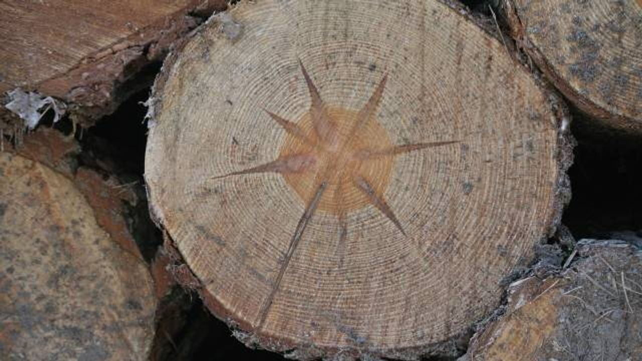 Figuren in de zaagsnede van een grove den (foto: Hetty Verwater).