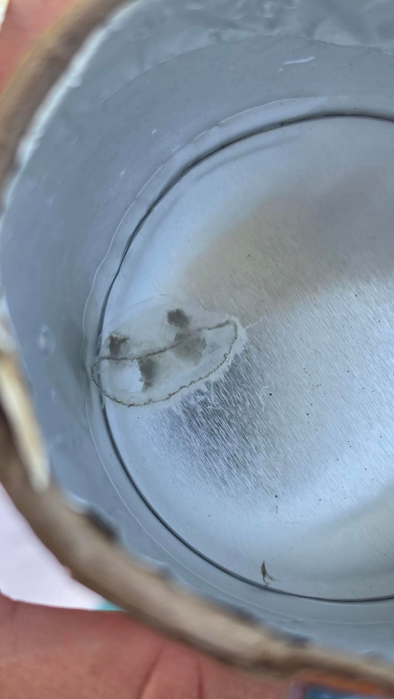 Een zoetwaterkwal (foto: Michelle de Haas).