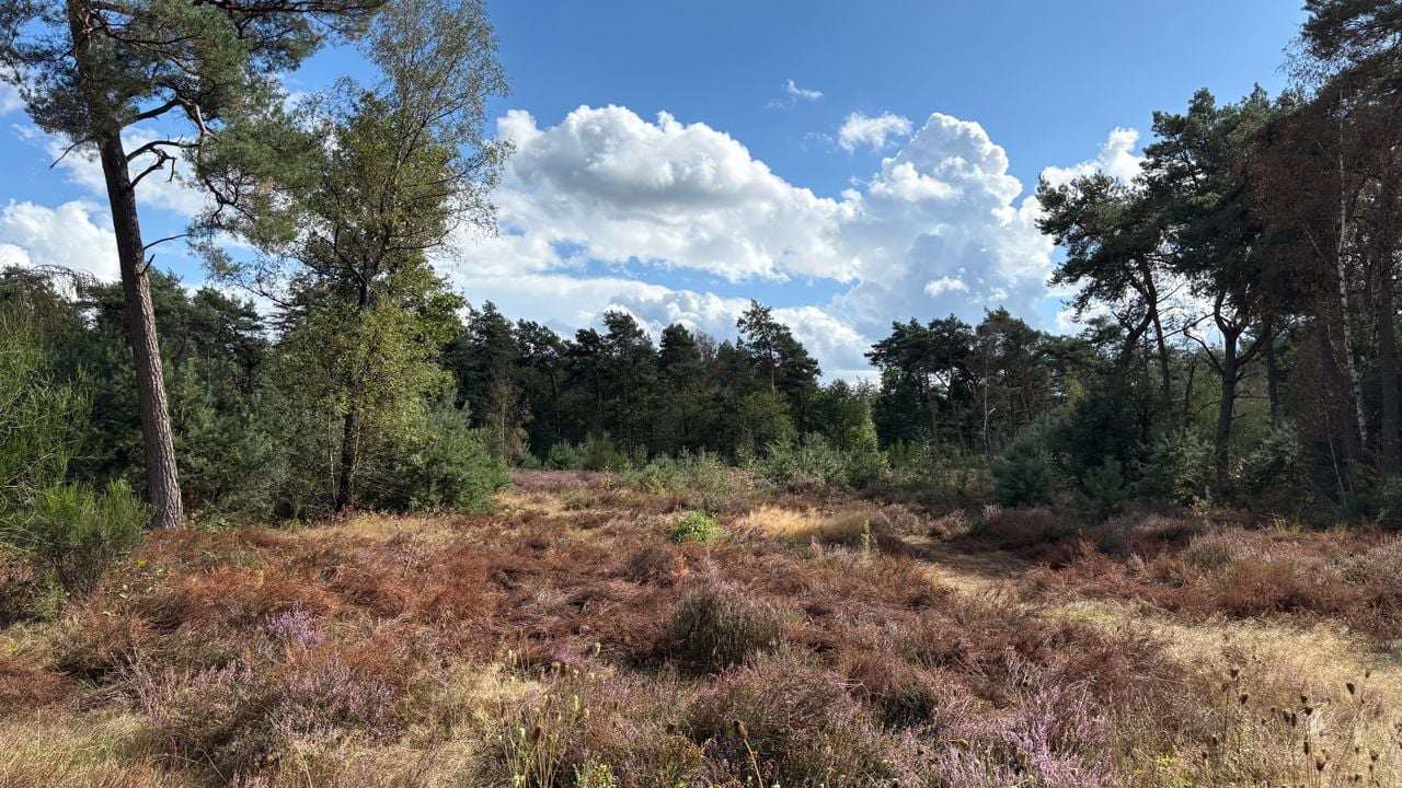 De natuurbegraafplaats in Schaijk.