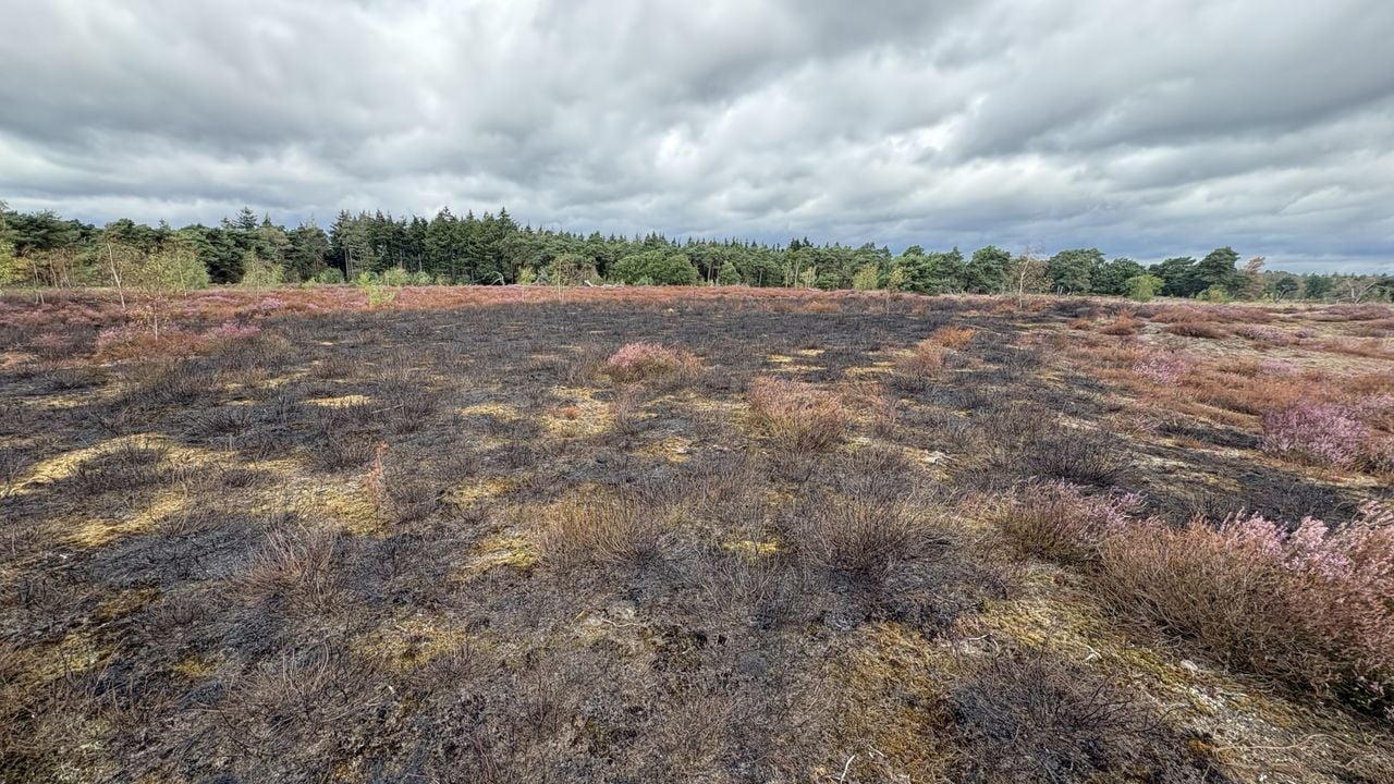 De verschroeide heide die in brand stond (foto: Raymond Merkx).