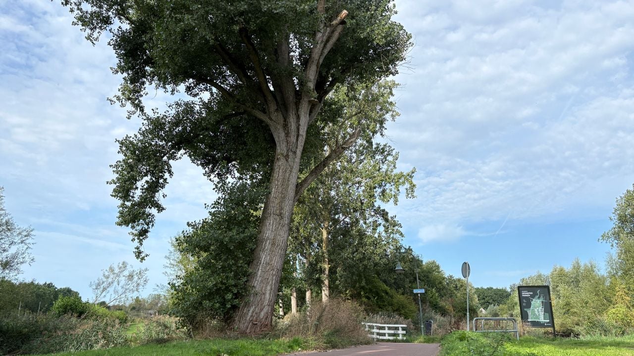De boom bij het bruggetje in Eindhoven (foto: Rogier van Son). 