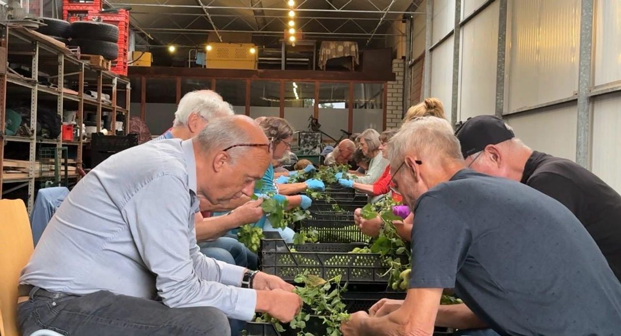 Een lange rij mensen druk in de weer met hop (foto: Pieter Soethout)