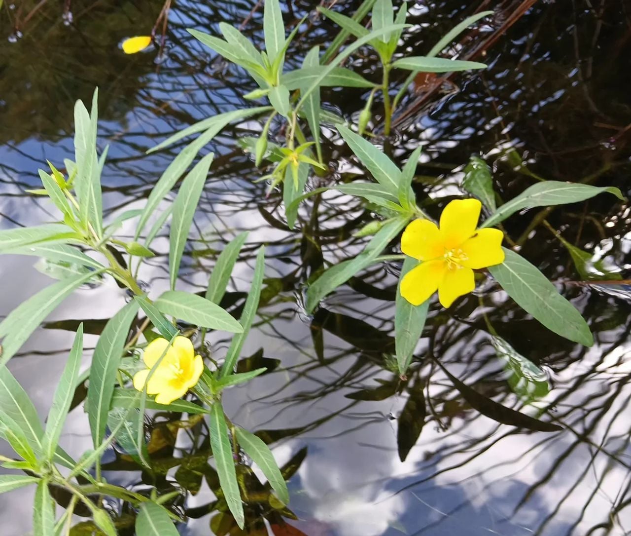 Kleine waterteunisbloem (foto: Harrie Verweijen).