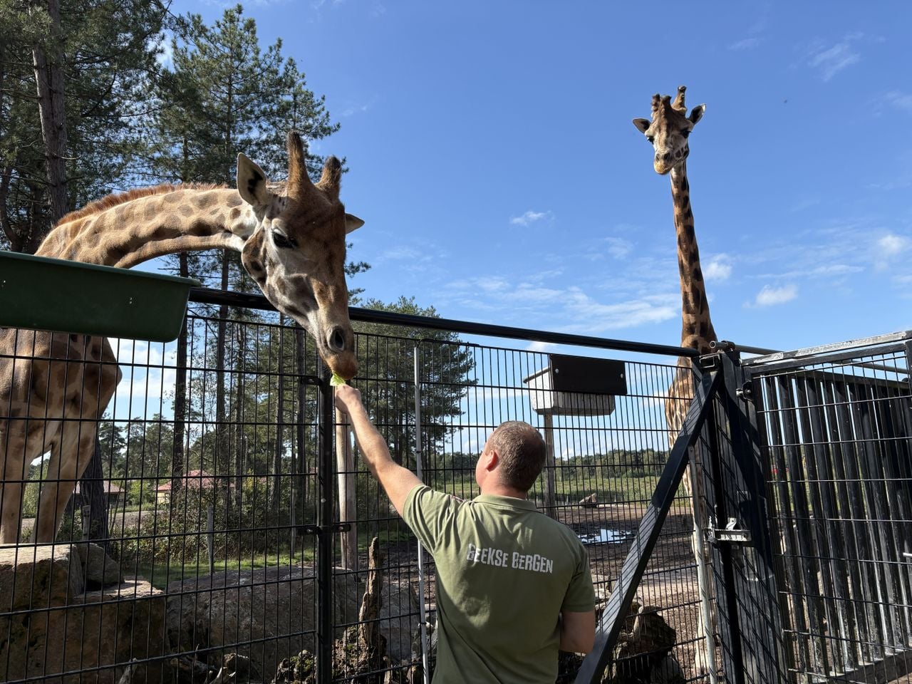 Ruben voert de giraffen andijvie (foto: Karin Kamp).