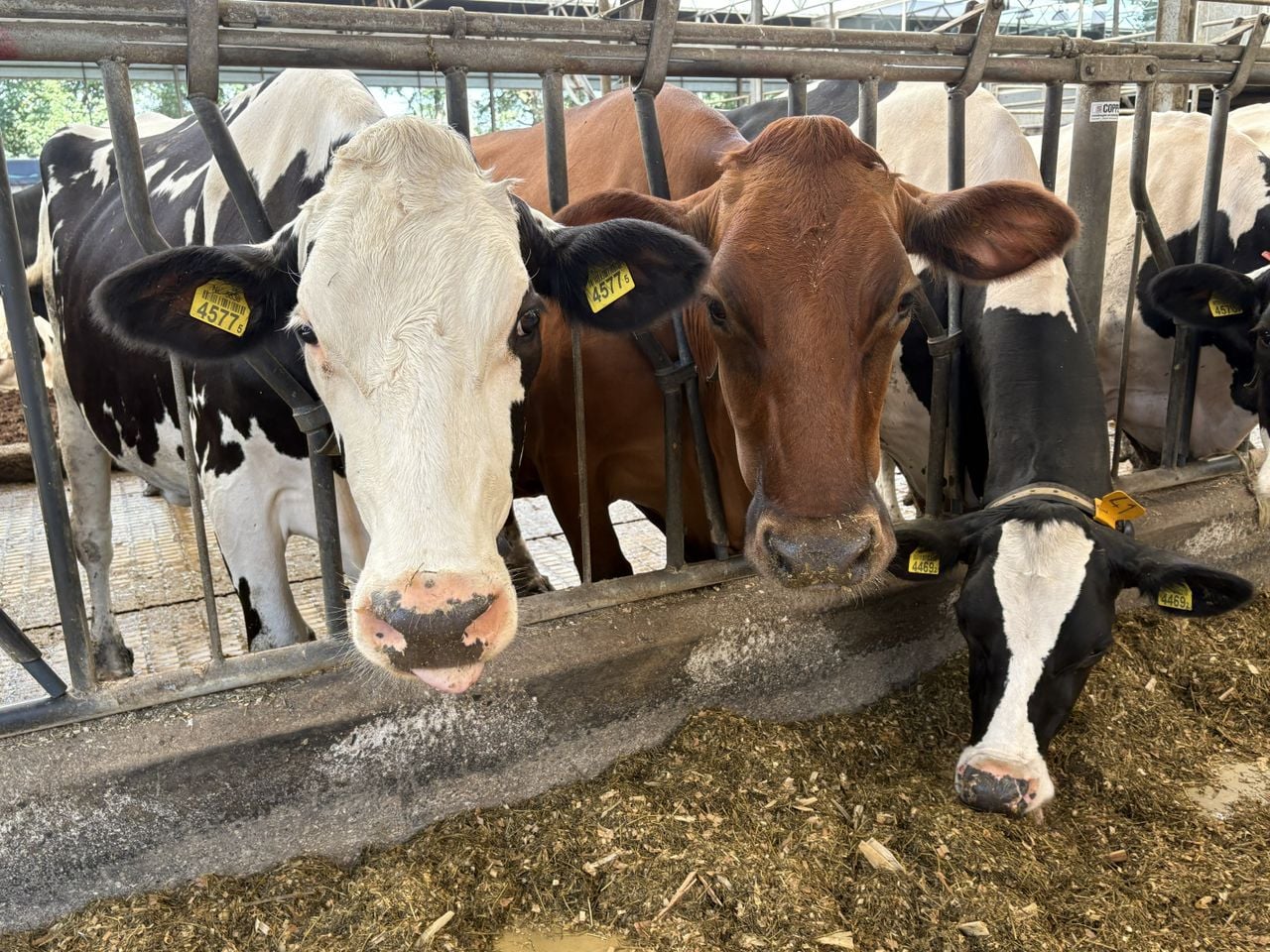 De zorgboerderij heeft 120 melkkoeien (foto: Karin Kamp).