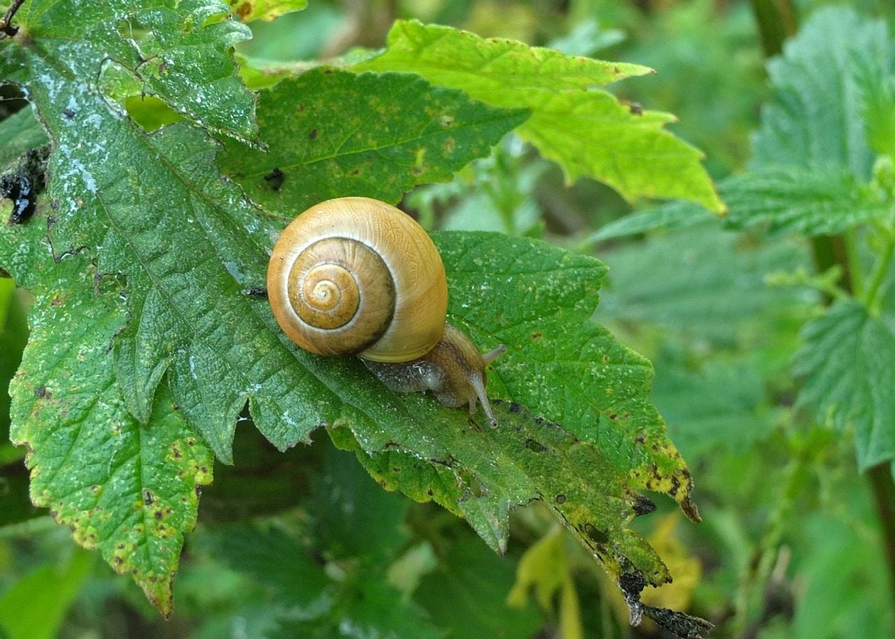 Een witgerande tuinslak (foto: Saxifraga Ab H Baas).