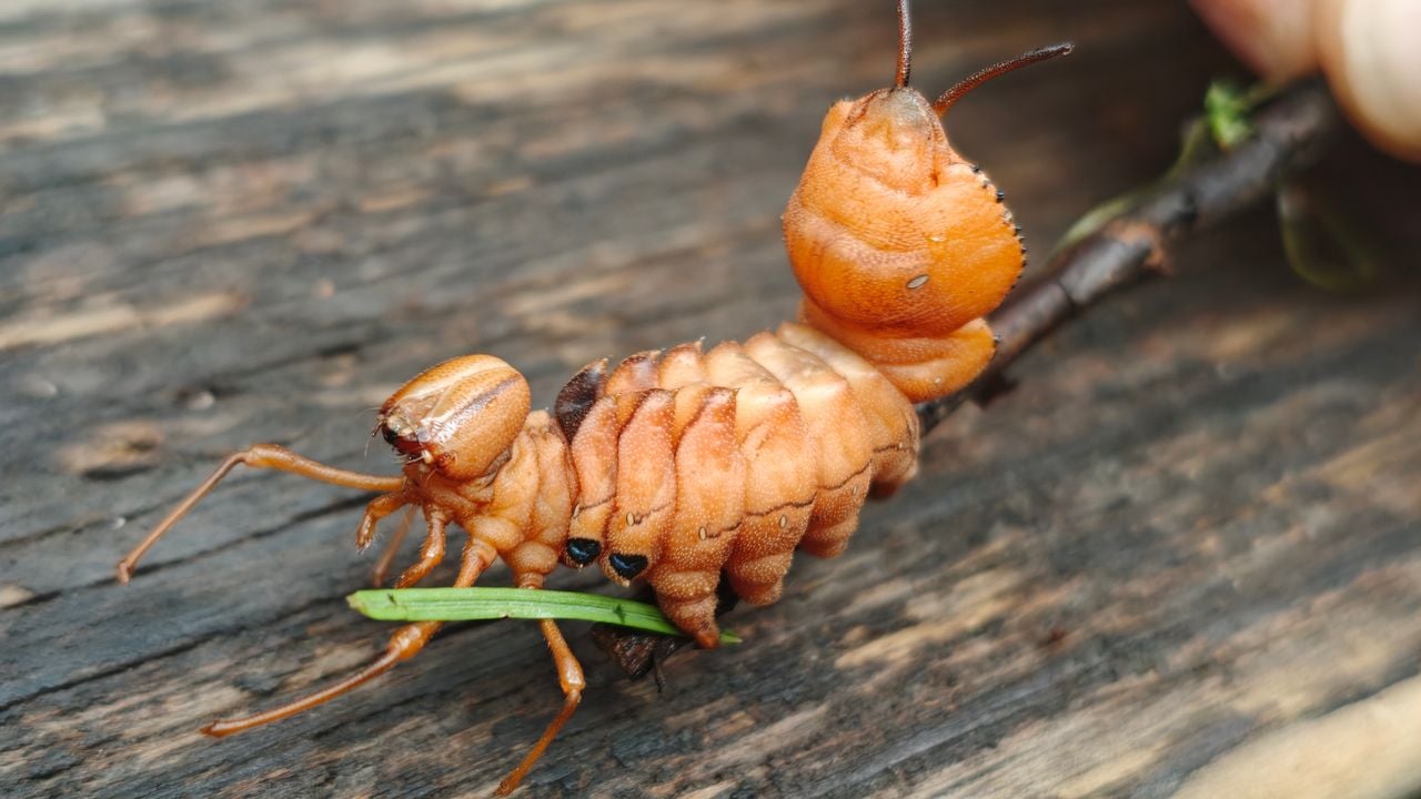 Een eekhoornrups in een bedreigende houding (foto: Maaike van der Werf).