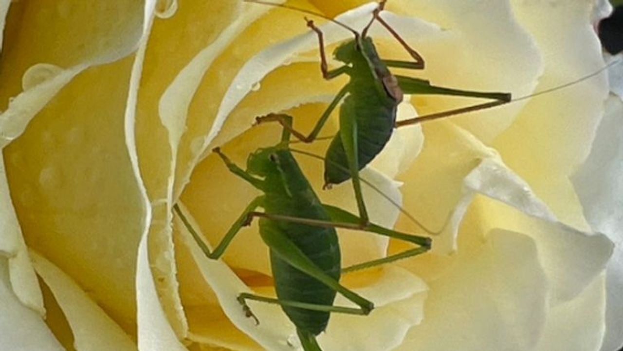 Twee sabelsprinkhanen, man en vrouw (foto: Antje de Bruyn).