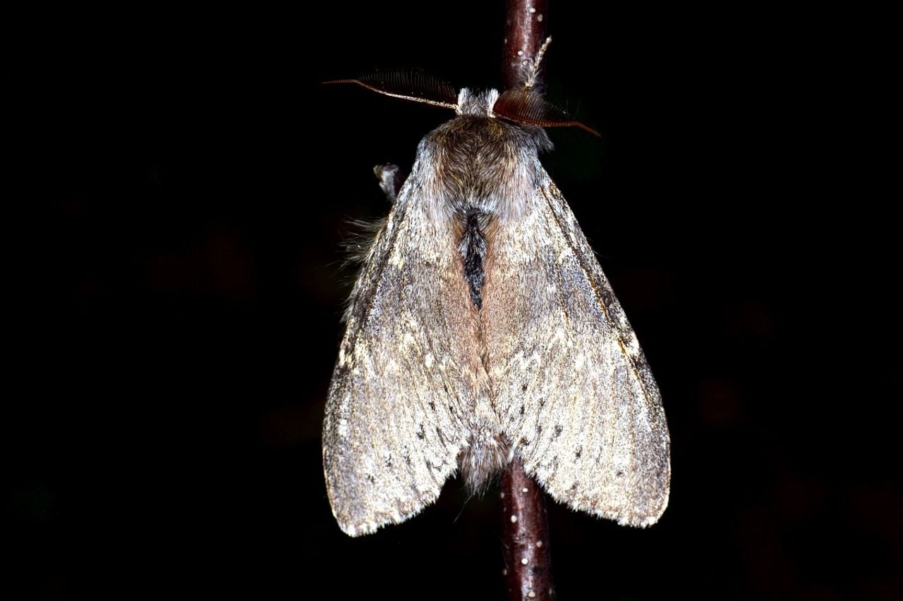 Een eekhoornvlinder vrouwtje (foto: Saxifraga Peter Gergely).