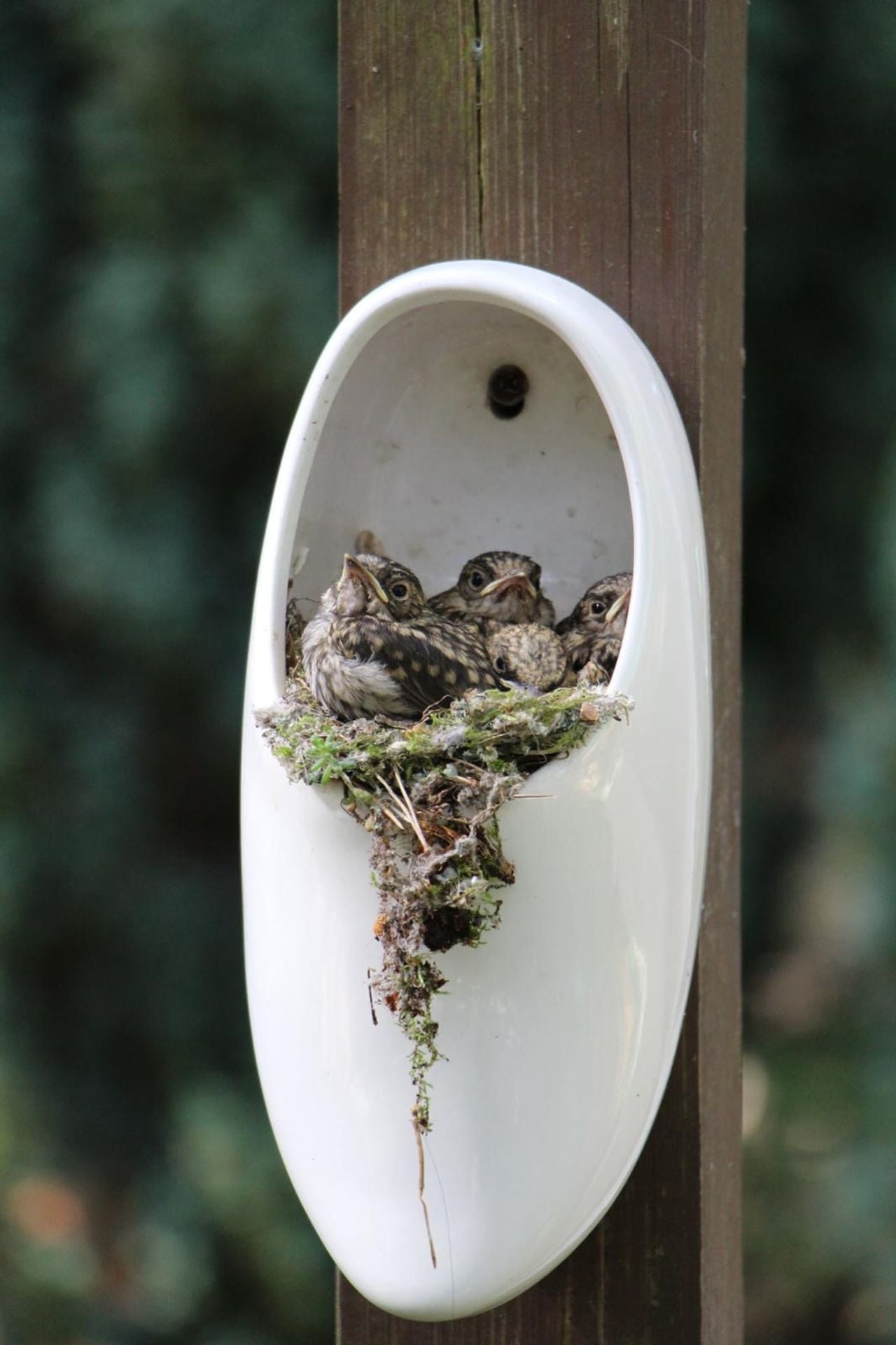 Nestje jonge grauwe vliegenvangers (foto: Henny van den Boer).