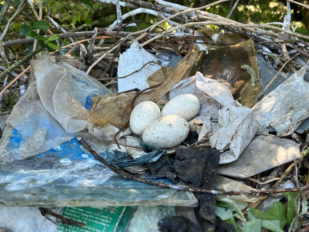 Eieren in een nest van plastic (foto: Staatsbosbeheer).