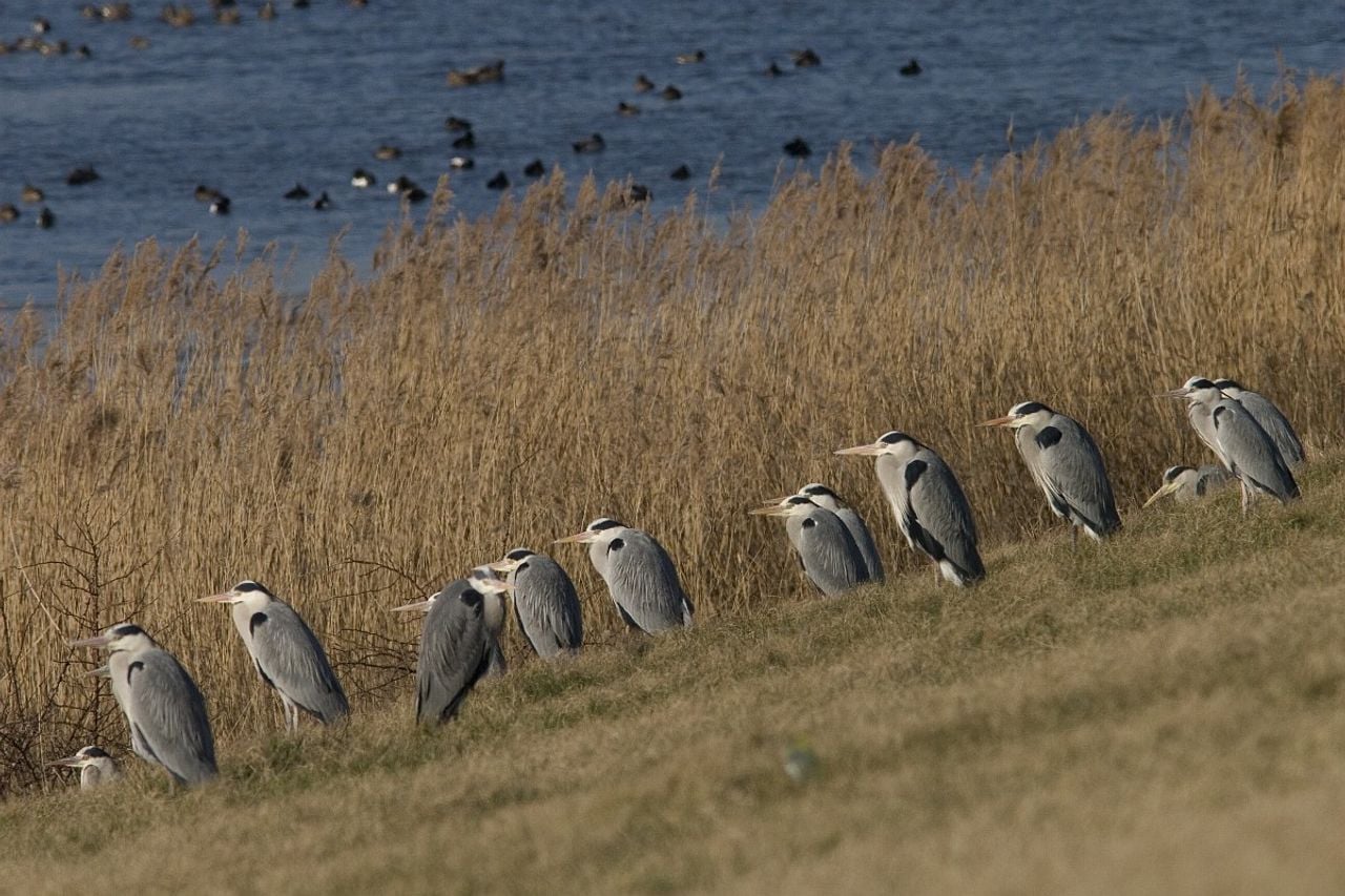Veel blauwe reigers in een grasland (foto: Saxifraga Mark Zekhuis).