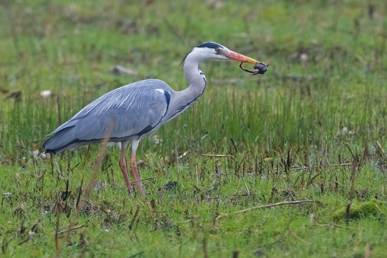 Een blauwe reiger met prooi (foto: Saxifraga Mark Zekhuis).