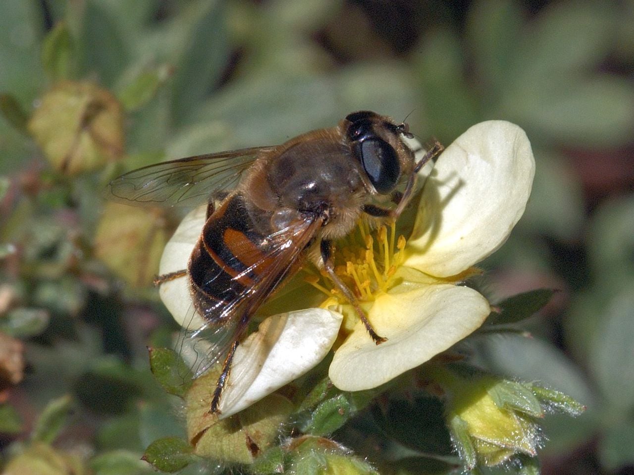 Een blinde bij (foto: Saxifraga Ab H Baas).