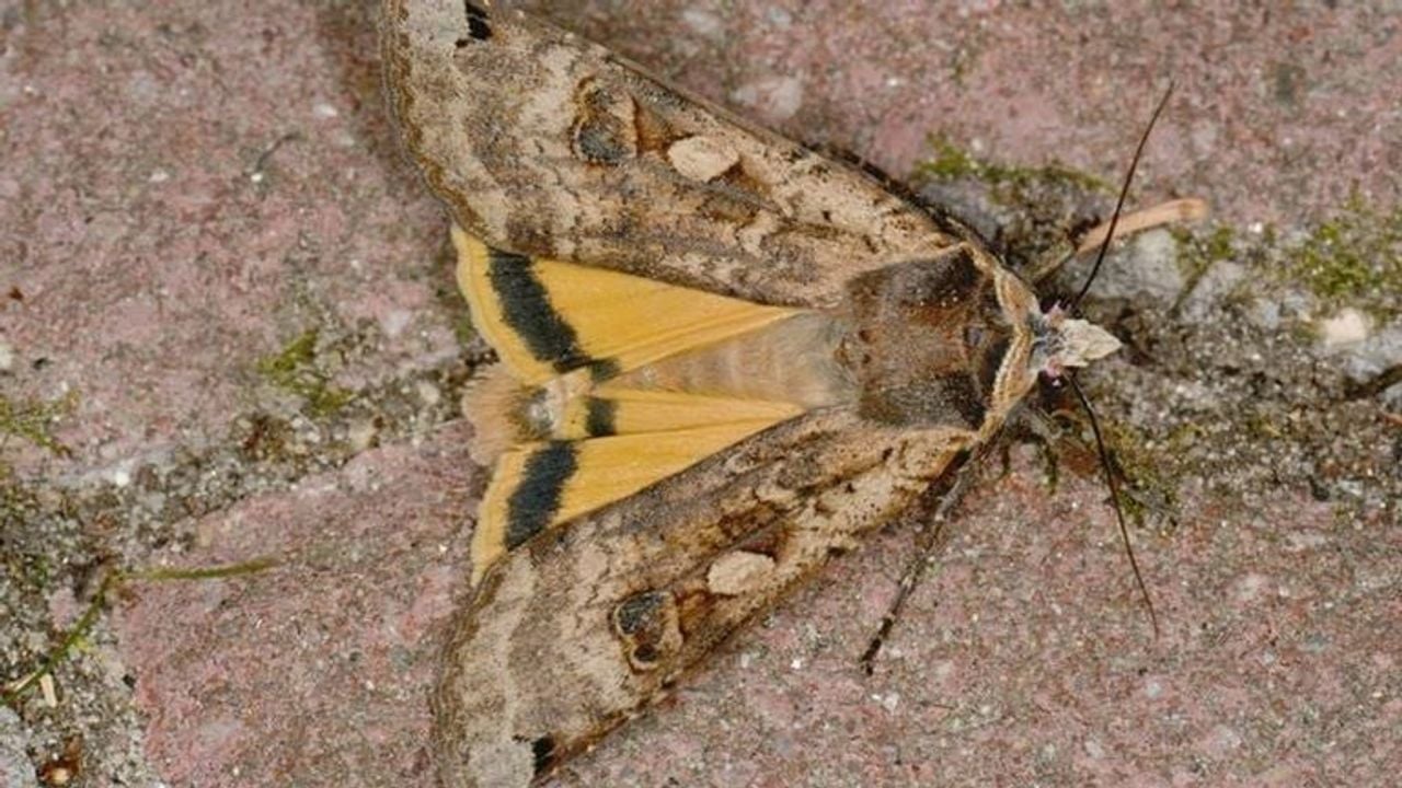Nachtvlinder met de naam huismoeder (foto: Saxifraga Peter Gergely).