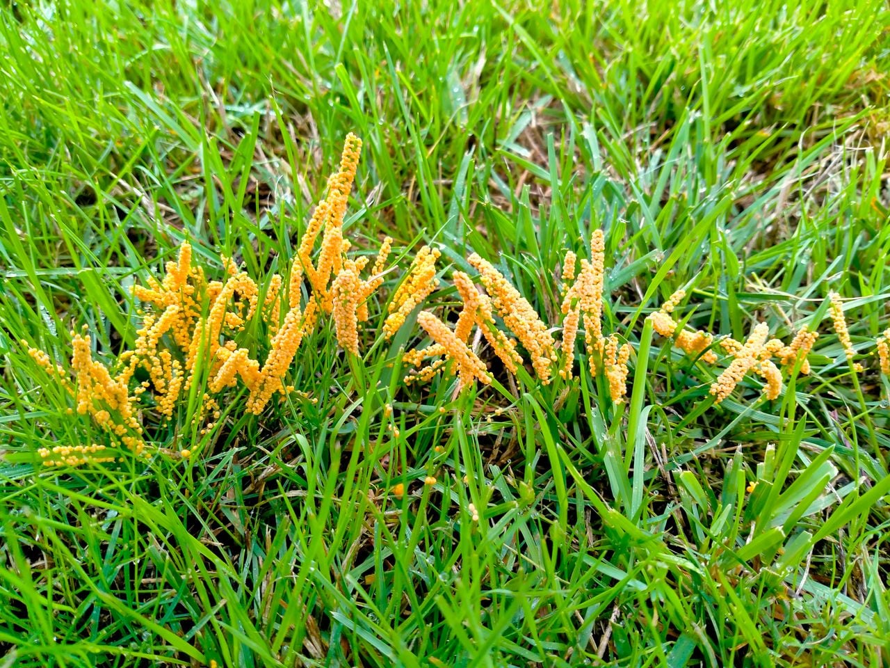 Het glanzend druivenpitje vers (foto: Maria de Jong).