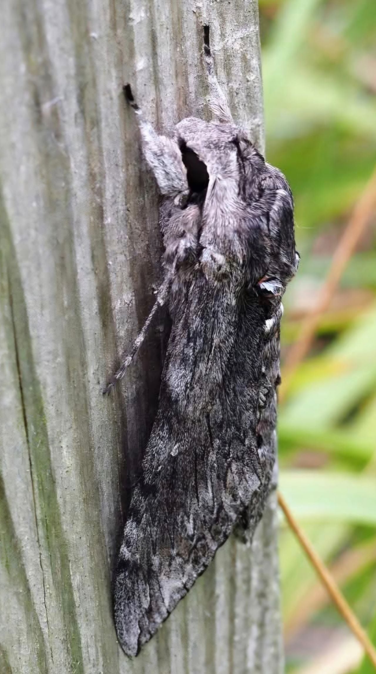 Een windepijlstaart (foto: Anneke Harthoorn).