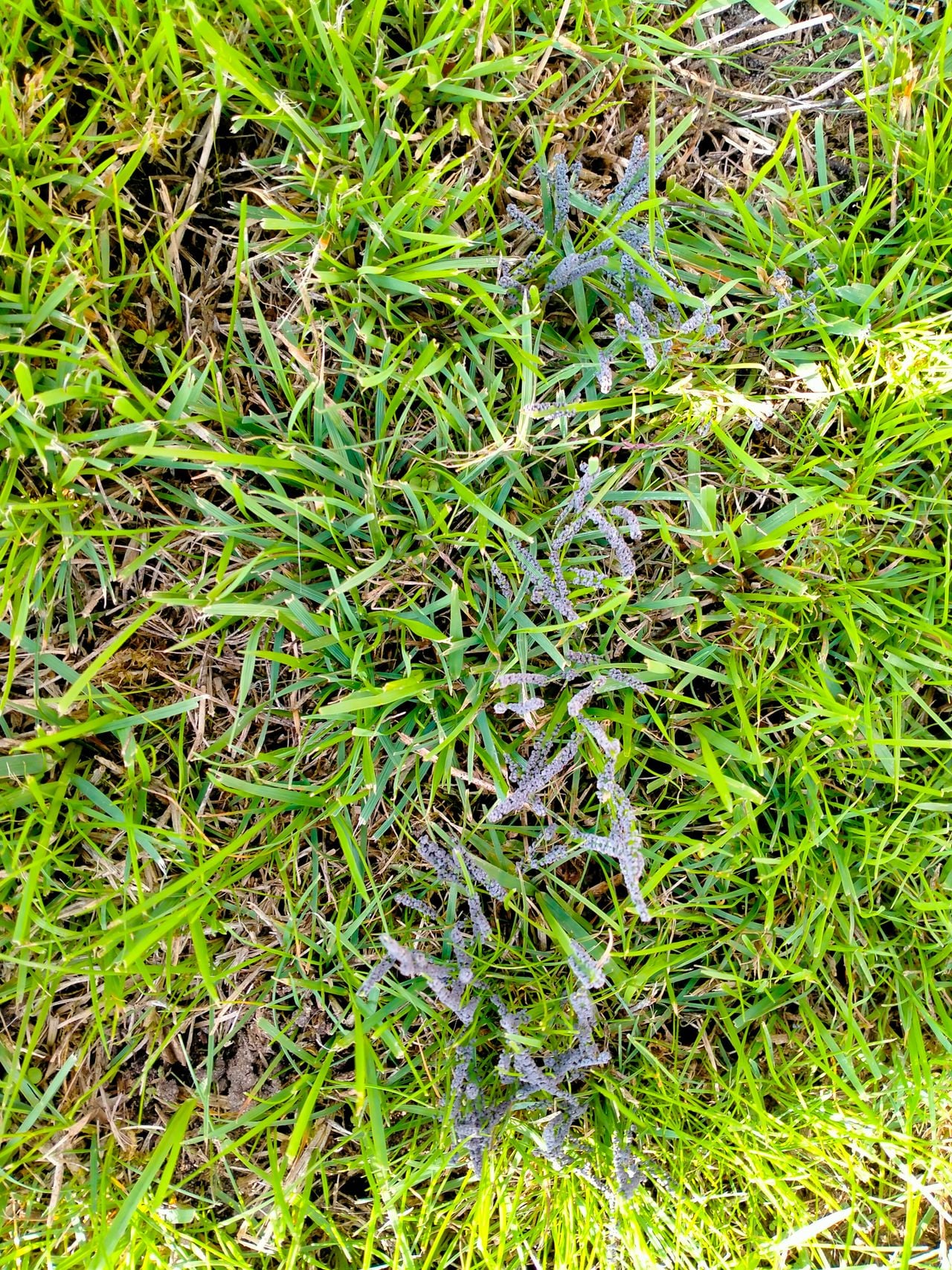 Het glanzend druivenpitje oud (foto: Maria de Jong).