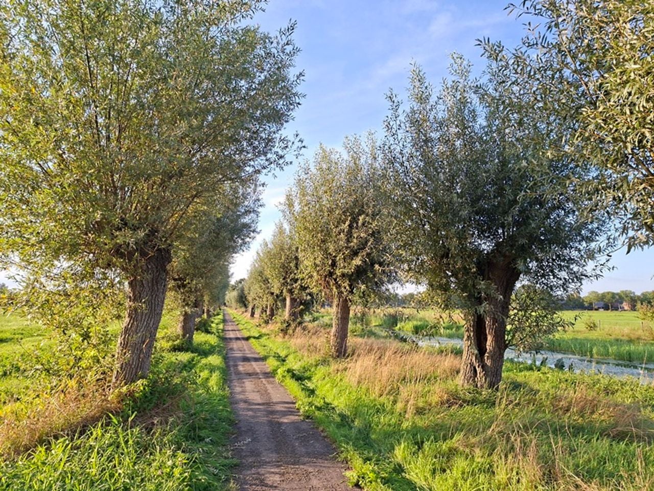 Fietsend langs knotwilgen (foto: IVN Uden).