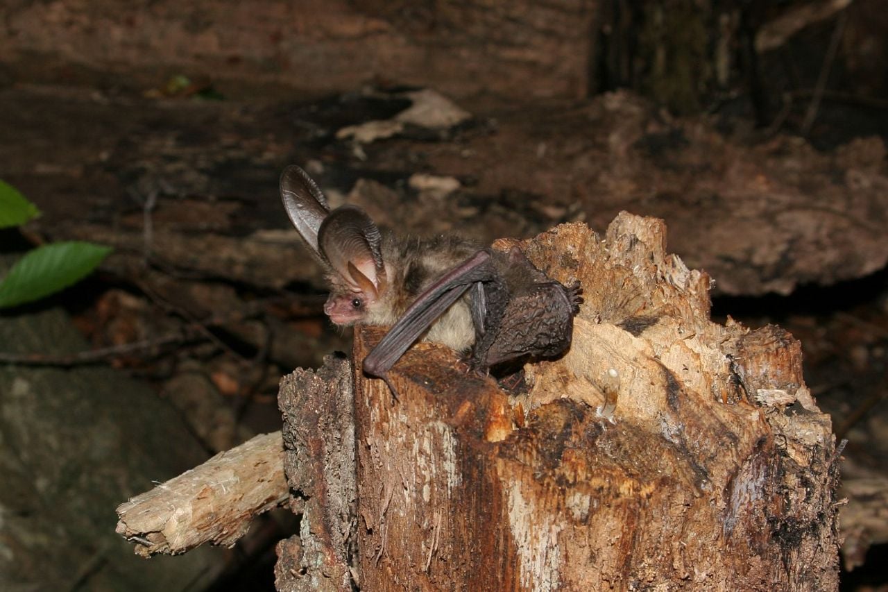Een gewone grootoorvleermuis (foto: Saxifraga Jaap Schelvis).