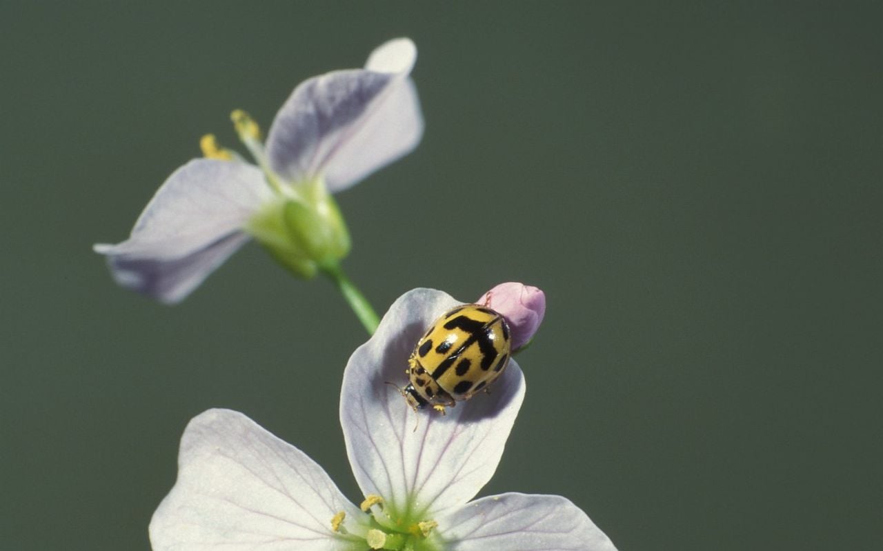 Een schaakbordlieveheersbeestje (foto: Saxifraga/Frits Bink).