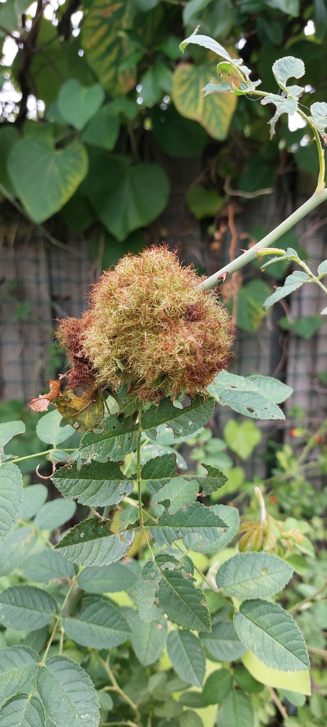 Een rozenmosgal (foto: Helga van der Meer).