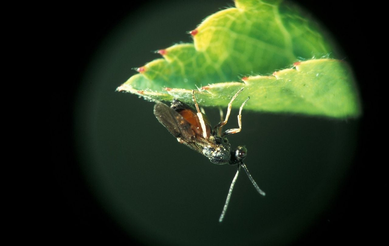 Een rozemosgalwesp (foto: Saxifraga/Frits Bink).